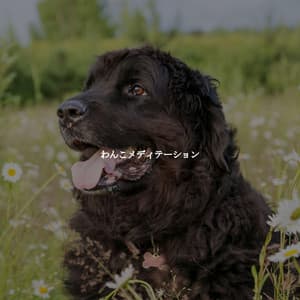 わんこメディテーション - Chicago Jazz Lounge