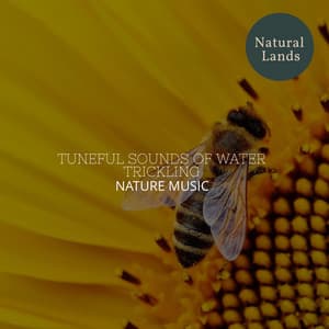 Tuneful Sounds of Water Trickling - Nature Music - Sleepy Times