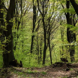 ! ! ! ! ! ! Relaxar e Curtir a Floresta - Alan Baratieri