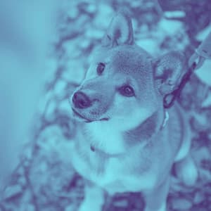 Backdrop for Mellow Pooches - Jazz Quintet - Puppy Music