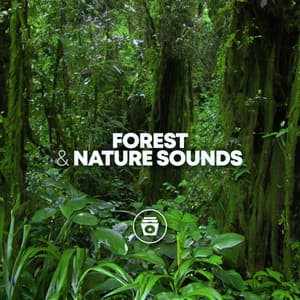 Forest & Nature Sounds - Rain Sounds Sleep