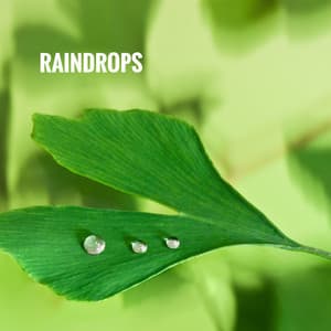 Raindrops - Relaxing Rain Sounds