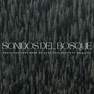 Sonidos Del Bosque: Pacíficas Canciones De Aves Para Sentirte Relajado - Pajaros Exoticos