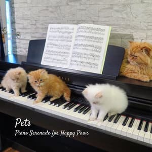 Pets: Piano Serenade for Happy Paws - Classy Bossa Piano Jazz Playlist