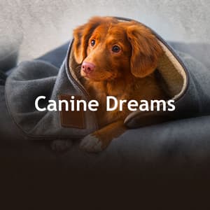 Canine Dreams - Music For Dog Relaxation