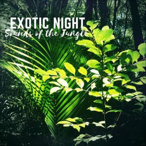 Exotic Night: Sounds of the Jungle - Exotic Nature Kingdom