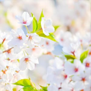 Bloom - Heine Hansen