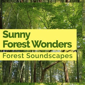 Sunny Forest Wonders - Forest Soundscapes