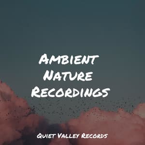 Ambient Nature Recordings - Mindfulness Mediation World