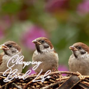 Morning Feather Tunes - Nature Recordings