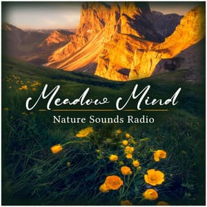 Meadow Mind - Nature Sounds Radio