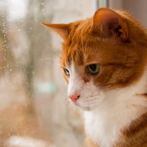 Rain's Purrfect Melodies: Music for Cats - Astral Travel Sanctuary