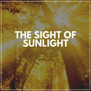 The Sight of Sunlight - Memorable