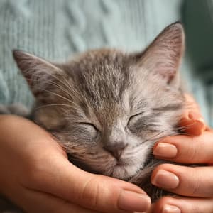 The Feline Orchestra: A Symphony For Content Cats - Harmonious Journey Music