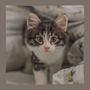 Tasteful Jazz Violin - Background for Scratching Kittens - Calming Cat Music