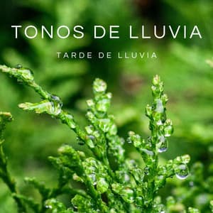 Tonos De Lluvia: Tarde De Lluvia - Música De Relajación Para Dormir Profundamente