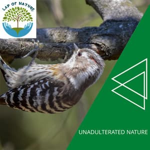 Unadulterated Nature - Calm Music