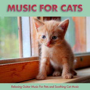 Music For Cats: Relaxing Guitar Music For Pets and Soothing Cat Music - Music For Cats