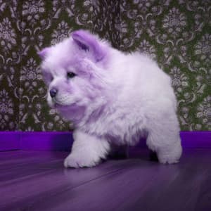 Music for Staying Warm Pups - Alto Sax - Chill My Pooch