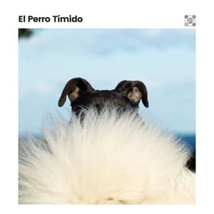 El Perro Tímido - Mascotas tranquilas
