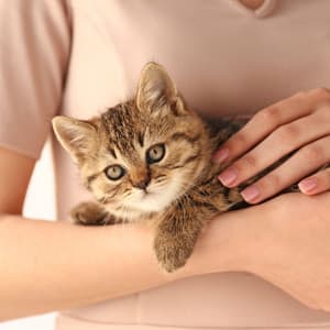 Tranquil Whisker Binaural Serenade: Theta Frequencies for Calming Cat Moments - Eta Centauri