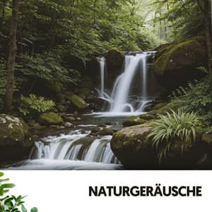 Sons Naturels et Bruit : Forêt Remplie d'Amour - Cat Music Therapy