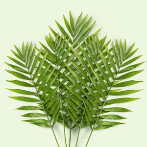 365 Earth: Evergrowing - Nature Sound Collection