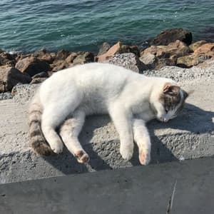 Binaural Cat Melodies: Calming Ocean Tunes for Feline Rest - Binaural Movements