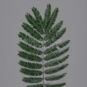 Melodías De Yoga Tranquilo - Relaxing Mindfulness Meditation Relaxation Maestro