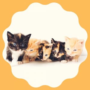 Music for Evening Cat Strolls - Soothing Cat Music