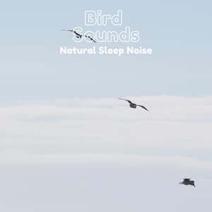 Bird Sounds Nature Sleep Noise - Natural Sample Makers