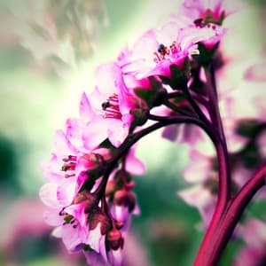 Yoga Piano, Nature Sounds - Yoga Society