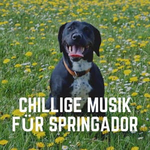 Chillige Musik für Springador - Hundemusik