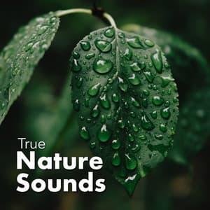 True Nature Sounds - Sounds of Nature Relaxation