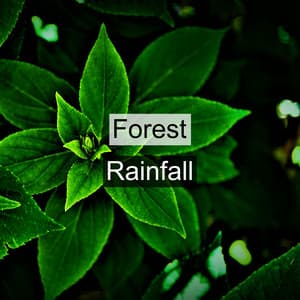 Forest Rainfall - Forest Sounds