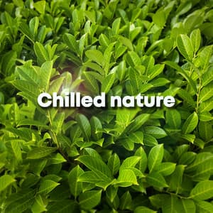Chilled Nature - Forest Sounds
