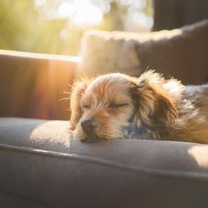 Armonía Calmante Para Perros: Pistas Lofi Relajantes - La naturaleza llama