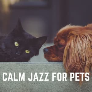 Calm Jazz for Pets - Jazz Music Therapy for Cats