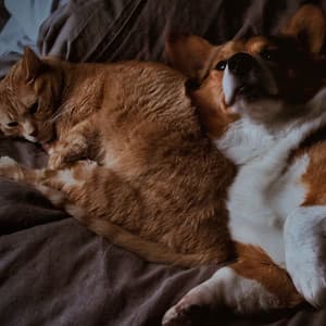 Lofi Pet Harmony: Music for Calm Moments with Your Pets - ChillHop Beats