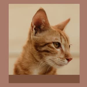 Trumpet and Alto Saxophone - Music for The Happiest Cats - Sleepy Cat