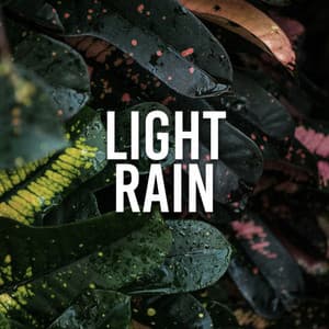 Light Rain - ASMR