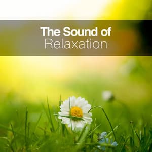 The Sound of Relaxation - Echoes of Nature
