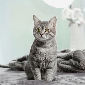 Gentle Tunes for Calm Cat Moments - Ambient Arena