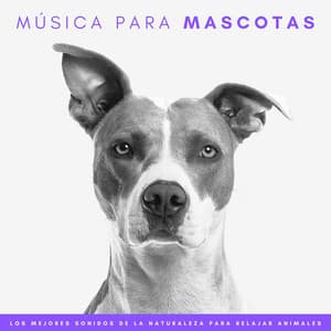 Música Para Mascotas: Los Mejores Sonidos De La Naturaleza Para Relajar Animales - Naturaleza suena colaboración