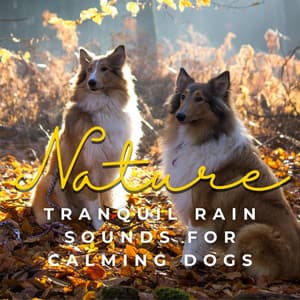 Paws in the Rain: Tranquil Rain Sounds for Calming Dogs - Doggy Doo-Wop