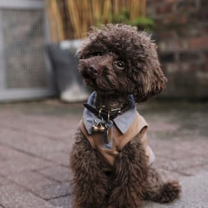 Casual Backdrop for Doggy Moments - Dog Music Zone