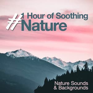 #1 Hour of Soothing Nature - Nature Sounds & Backgrounds