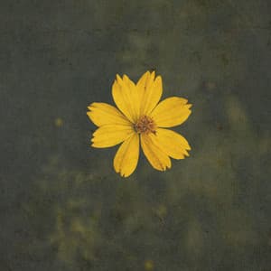 Classical Reflections - Claude Debussy