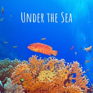 Under the Sea - The Noise Project