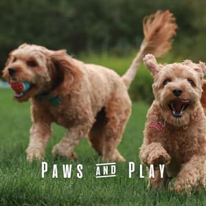 Paws & Play: Ambient Music for Pets - Afternoon Chill Out Playlist